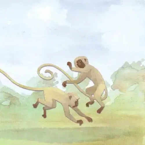 2 monkeys playing